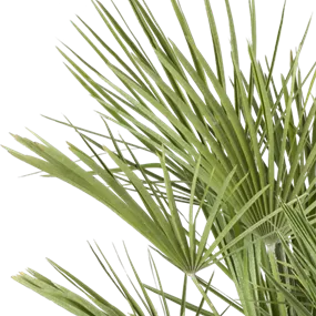 Phönix roebelini Tuff