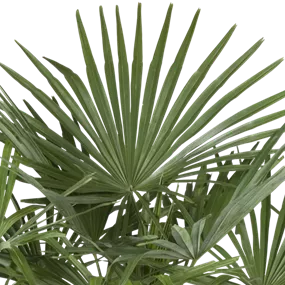 Phönix roebelini Vierecktopf