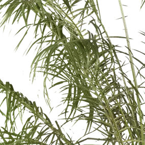 Phönix roebelinii Stamm