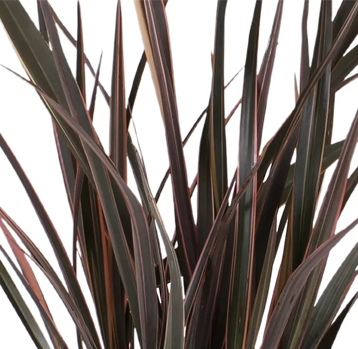 Neuseelandflachs 'Pink Stripe'