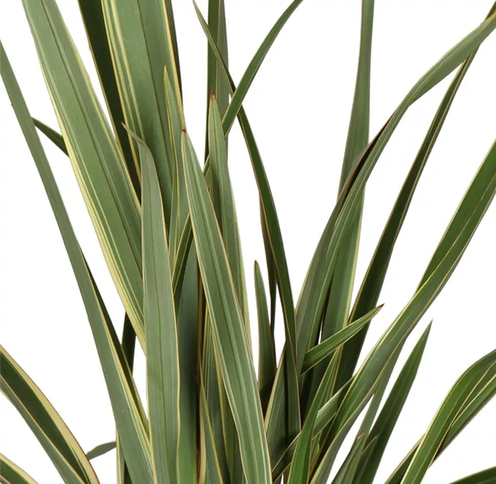 Neuseelanderflachs 'Wings of Gold'