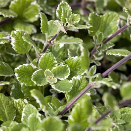 Plectranthus coleoides
