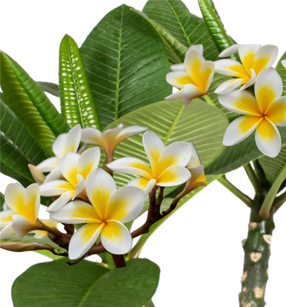 aloe vera for skin redness Soothing Aloe Vera Gel