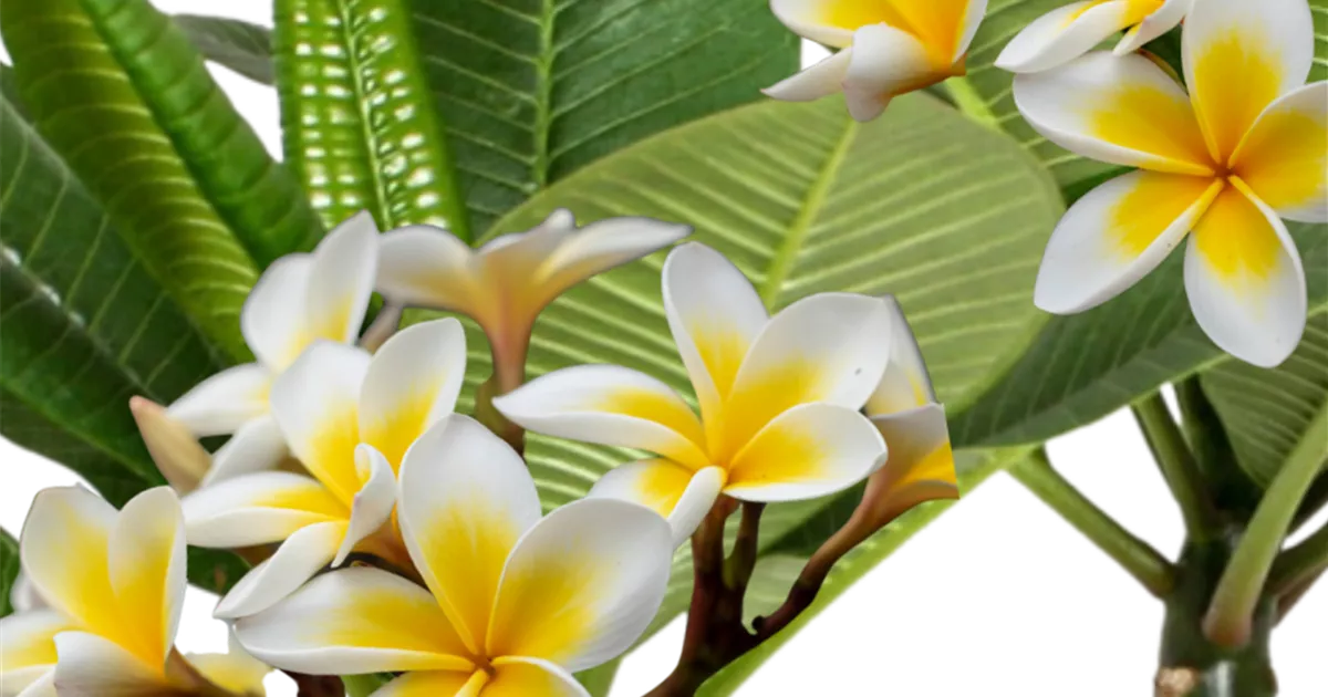 Plumeria Hawaiian, Frangipani - Bellaflora