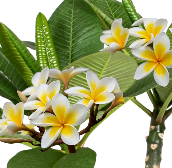 Frangipani 