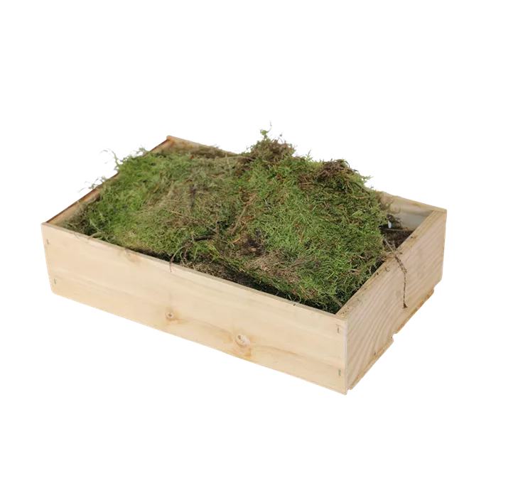 Plattenmoos in Kiste