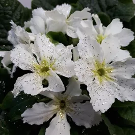 Primula acaulis Star Fever