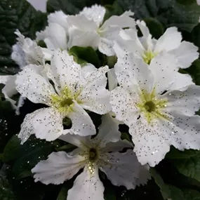 Primula acaulis Star Fever