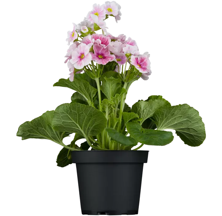 Becher-Primel 'Touch Me'®