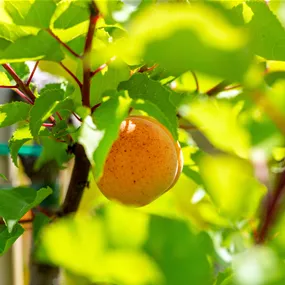 Prunus armeniaca Orangered