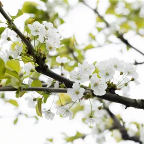 Prunus avium Kassins Frühe