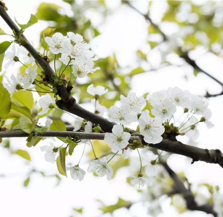 Süßkirsche 'Kassins Frühe'