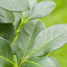 Prunus laurocerasus Caucasica