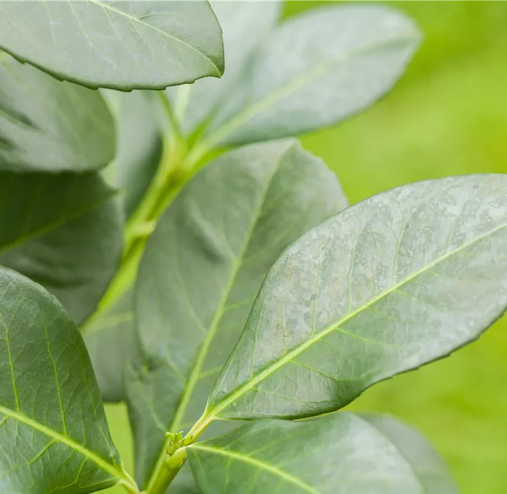 Kaukasischer Kirschlorbeer 'Caucasica'