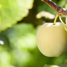 Prunus domestica Ontario