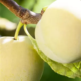 Prunus domestica Quillins Ringlotte