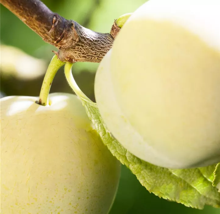 Edelpflaume 'Quillins Ringlotte'