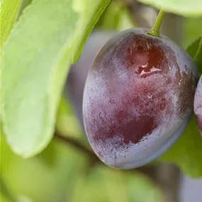 Prunus domestica Stanley