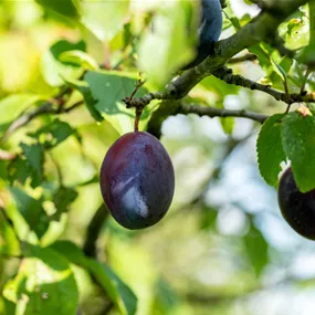 Prunus domestica Top Col