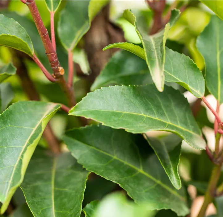 Portugiesischer Kirschlorbeer 'Angustifolia'