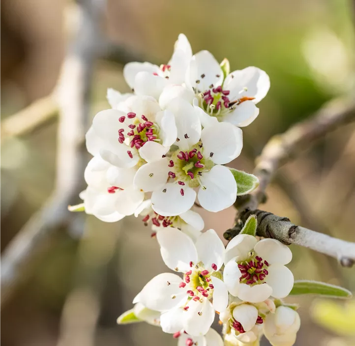 Hängende Wildbirne 'Pendula'