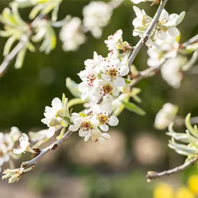 Pyrus salicifolia Pendula Stamm