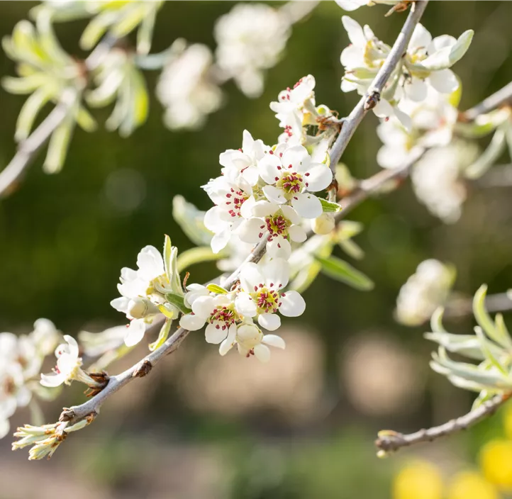 Hängende Wildbirne 'Pendula'