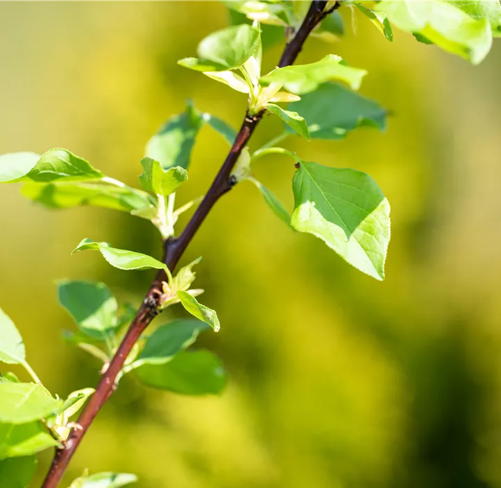 Kugel-Steppen-Kirsche 'Umbraculifera'