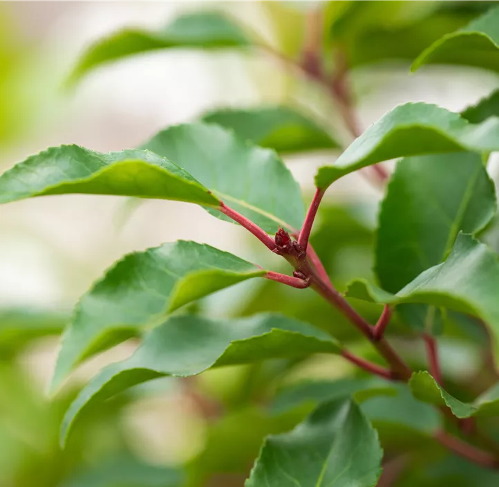 Portugiesischer Kirschlorbeer 'Angustifolia'