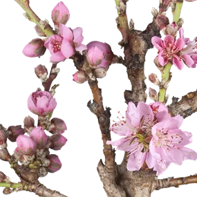 Prunus persica Pink Peachy Zwerg