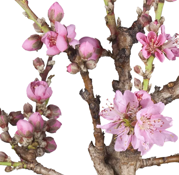 Zierpfirsich 'Pink Peachy'