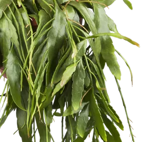 Pseudorhipsalis ramulosa