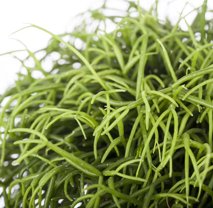 Korallenstrauch 'Cashero'