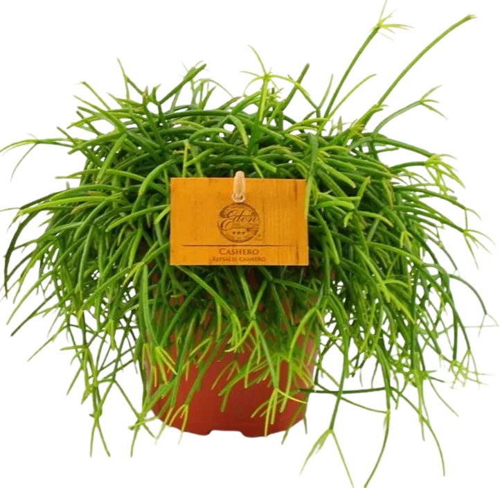 Korallenstrauch 'Cashero'