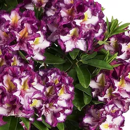 Rhododendron Happydendron®