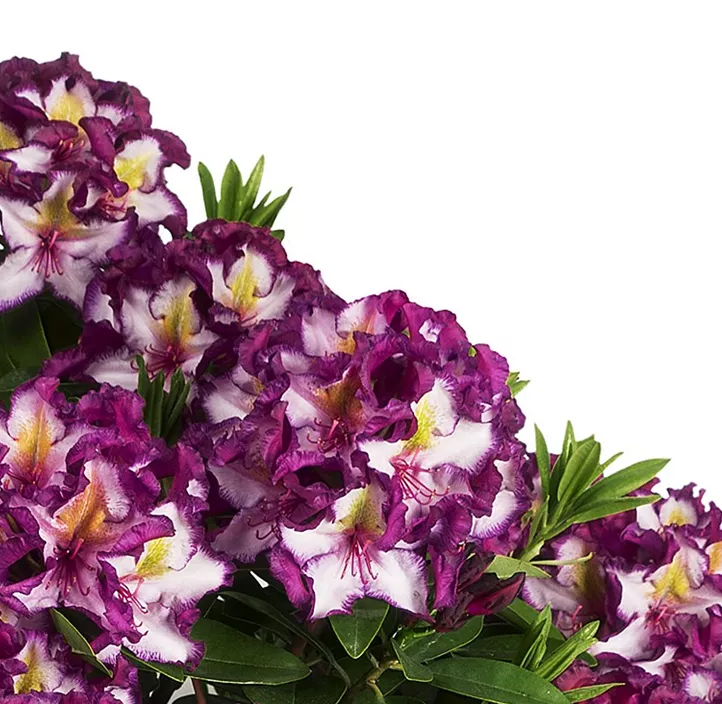 Rhododendron 'Pushy Purple'®(s)