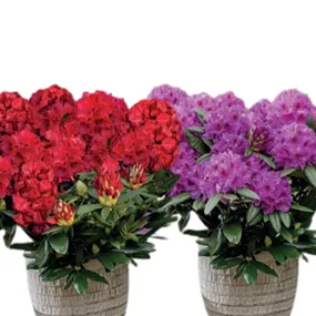 Rhododendron Powerplant Sortiment