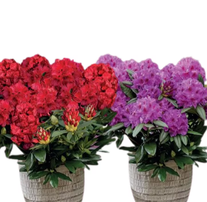 Rhododendron Powerplant Sortiment