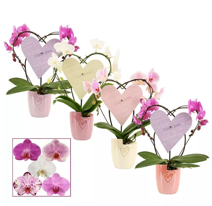 Arrangement 'Phalaenopsis Heart'
