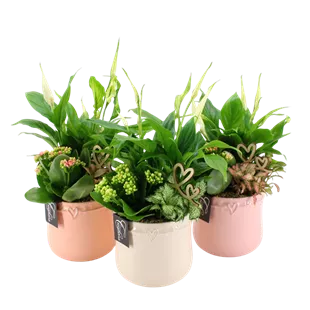 Arrangement 'Romantic Valentin II'