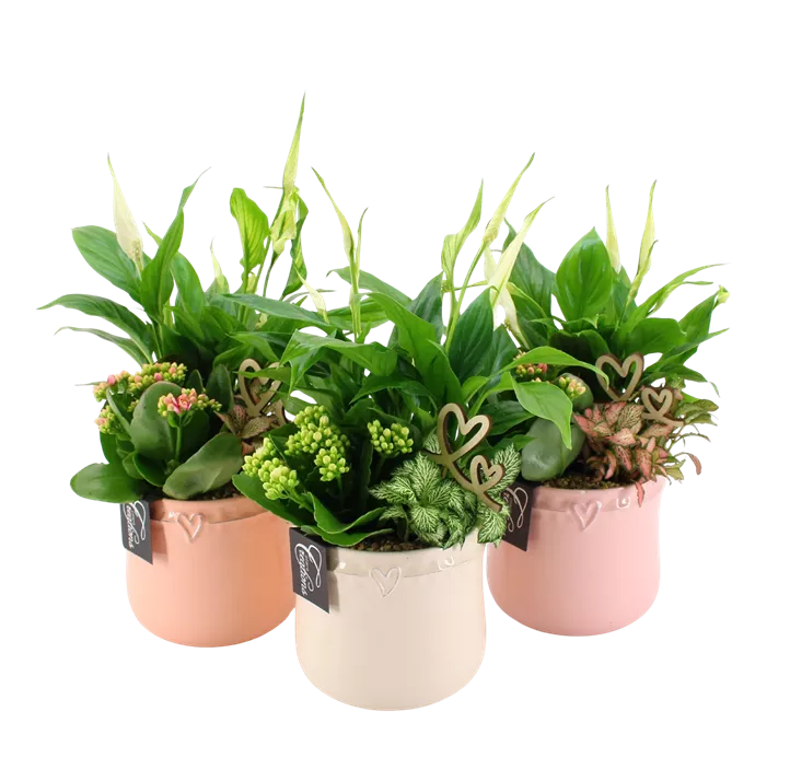 Arrangement 'Romantic Valentin II'