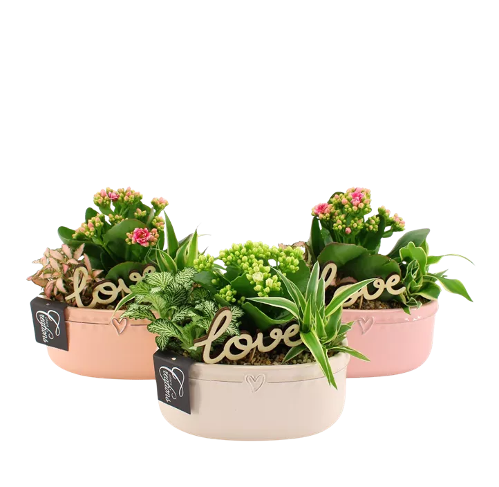 Arrangement 'Romantic Valentin I'