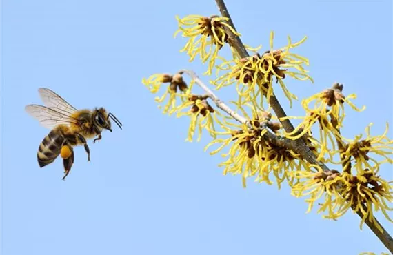 KW 7-9 Zusatzthema - Bild - Hamamelis Biene.jpg