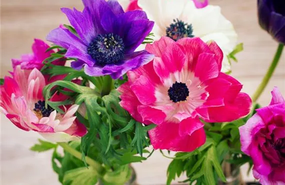 KW 7-9 Frühlingsanemone.jpg