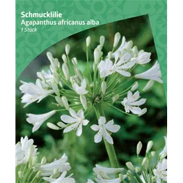 Agapanthus africanus 'Alba'