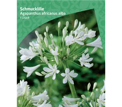 Agapanthus africanus 'Alba'