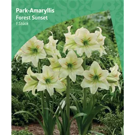 Amaryllis 'Forest Sunset'