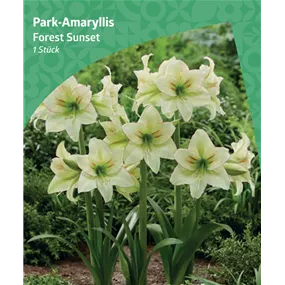 Amaryllis 'Forest Sunset'