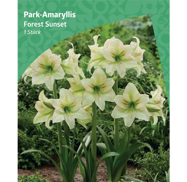 Park-Amaryllis 'Forest Sunset'