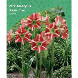 Amaryllis 'Ocean Drive'